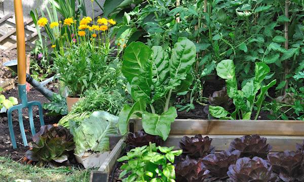 Le carré potager est un support très intéressant pour les plantes, notamment au potager