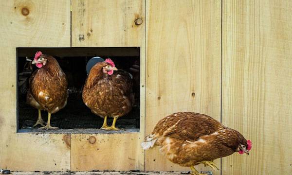 La hiérarchie chez les poules - © Jim Babbage - stock.adobe.com