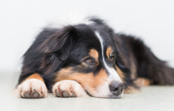Un chien noir allongé 