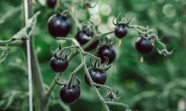 Des légumes originaux - © Sonja - stock.adobe.com