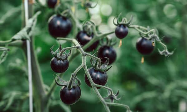 Des légumes originaux - © Sonja - stock.adobe.com
