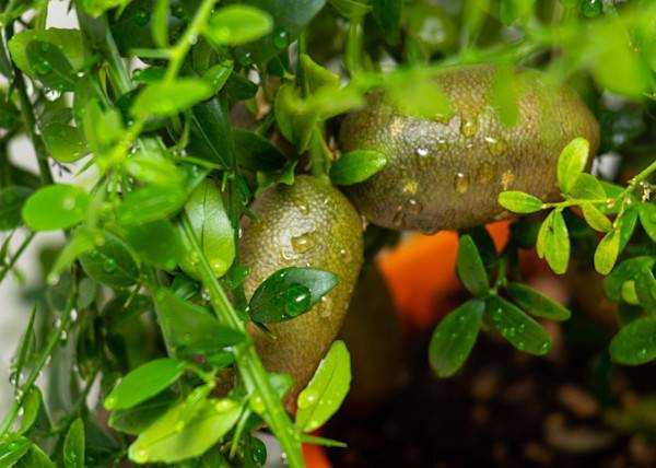 # Le citron caviar, un étonnant petit agrume - © IvanSemenovych - stock.adobe.com
