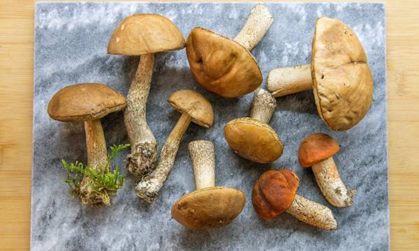 Comment cuire des champignons frais ? - © Sanja Baljkas - gettyimages.fr