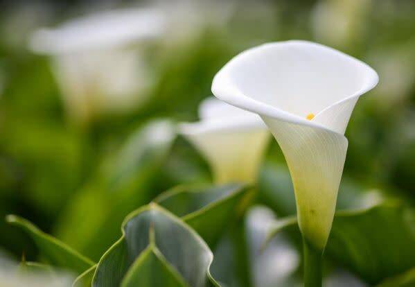 Planter un arum ou calla