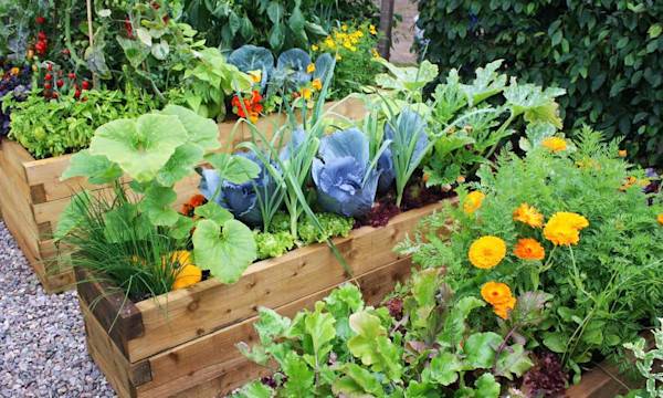 Des plantes qui protègent le potager - © cycreation - stock.adobe.com