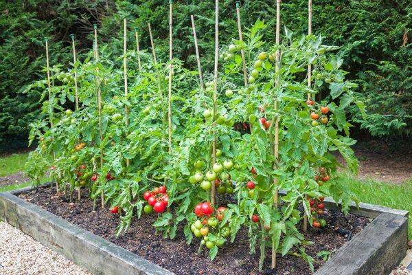 Comment choisir et installer les tuteurs à tomates ?
