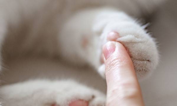 Comment protéger les pattes de chats ?