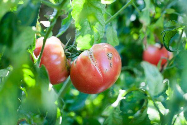 tomate malade