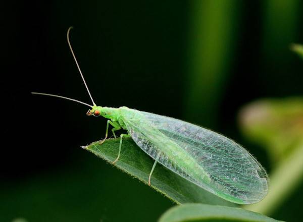 # Lutte biologique : utiliser les insectes auxiliaires comme la chrysope - © Henri Koskinen - stock.adobe.com