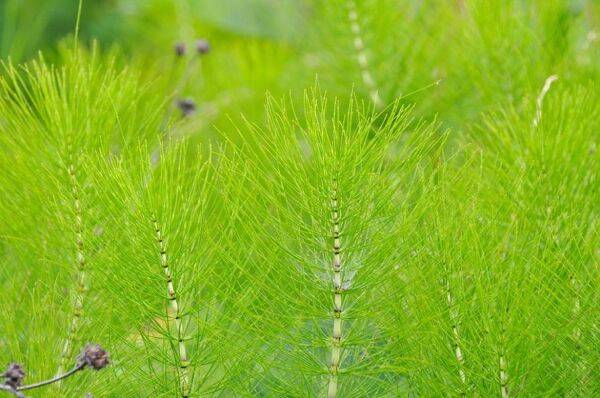 Comme désherber cette plante envahissante qu'est la prêle ?