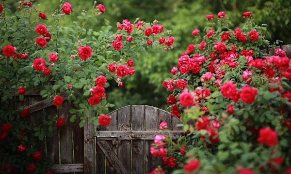 Comment choisir un rosier ? - © Anna - stock.adobe.com