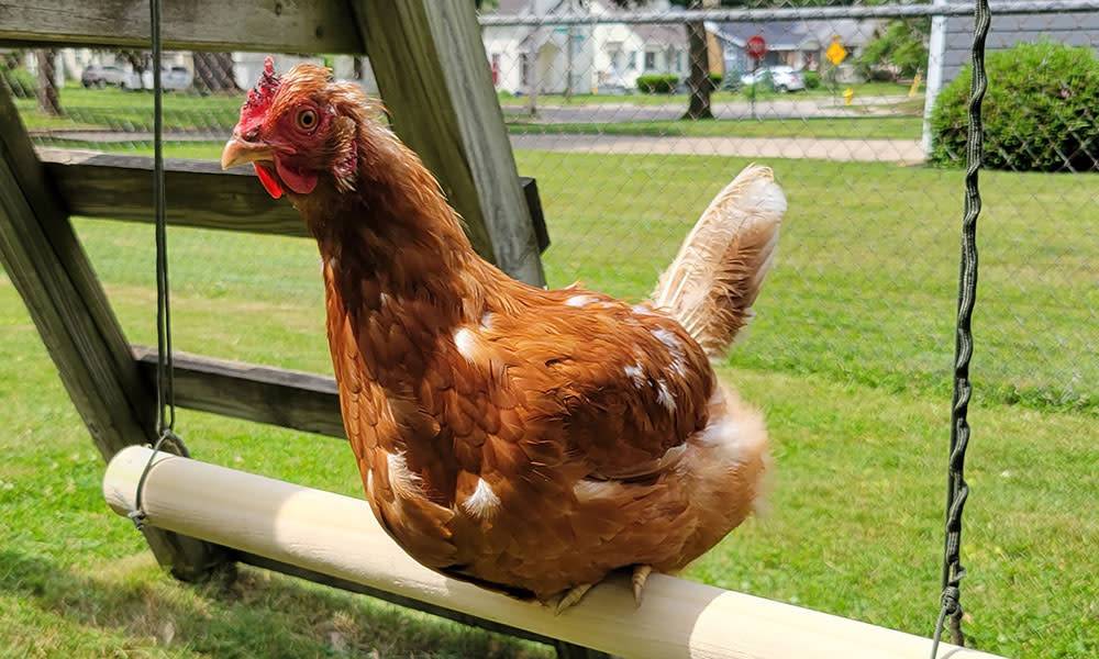 Balançoire pour poules en bois