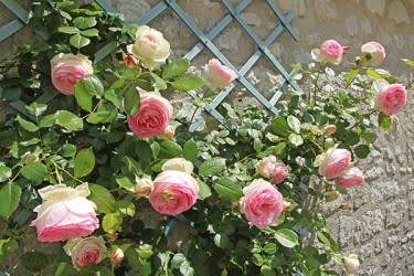 Certains rosiers sont remontants, ils fleurissent 2 fois dans l'année