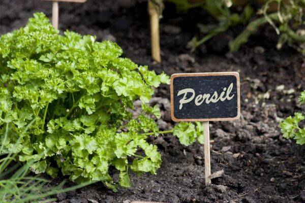 Comment cultiver le persil ?