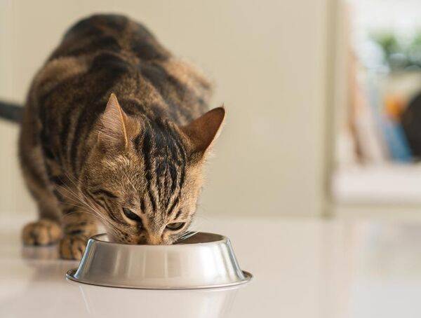 Que donner à manger à mon chat senior ?