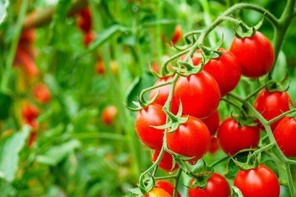 La tomate cerise, infos, culture et plantation