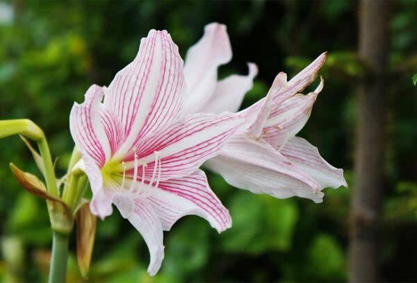 Planter l'amaryllis en pot