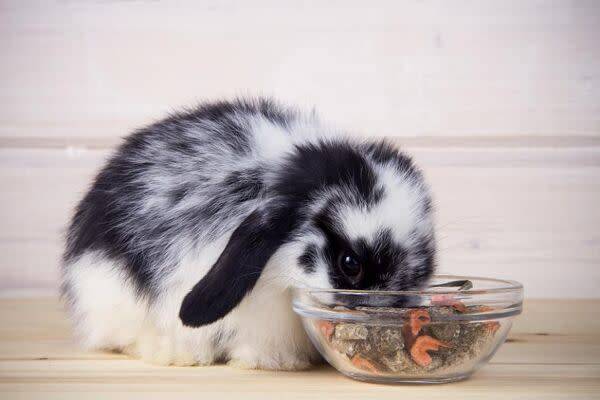 Bien nourrir et soigner son lapin de compagnie