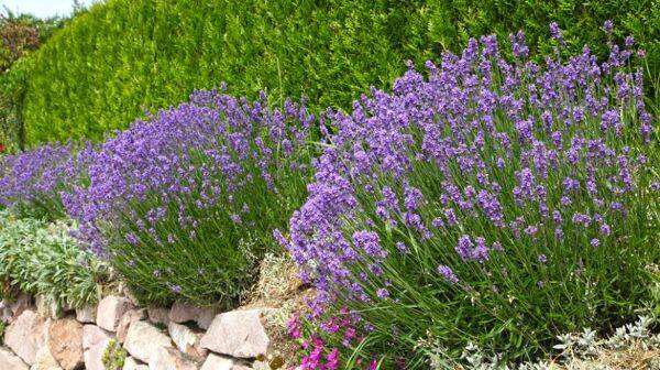 Lavande officinale