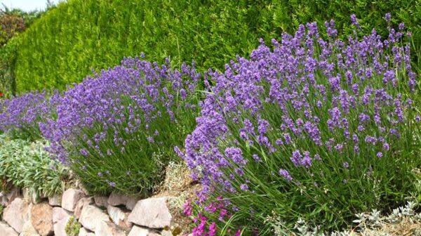 Lavande officinale