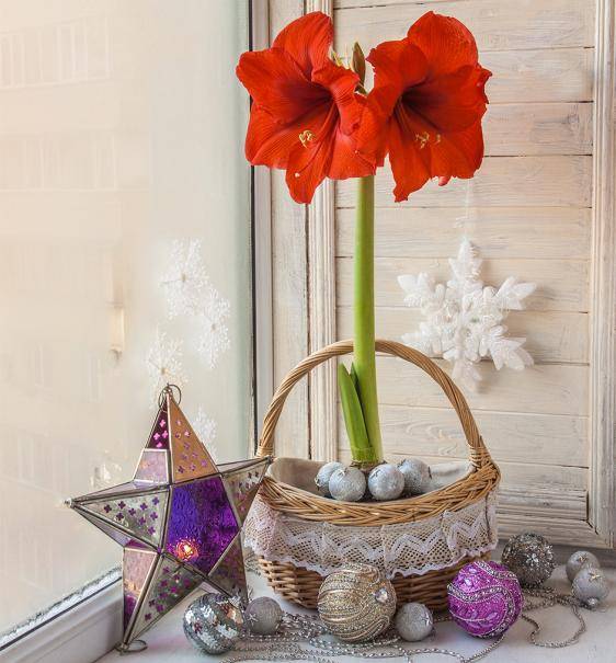 Faire refleurir l'amaryllis