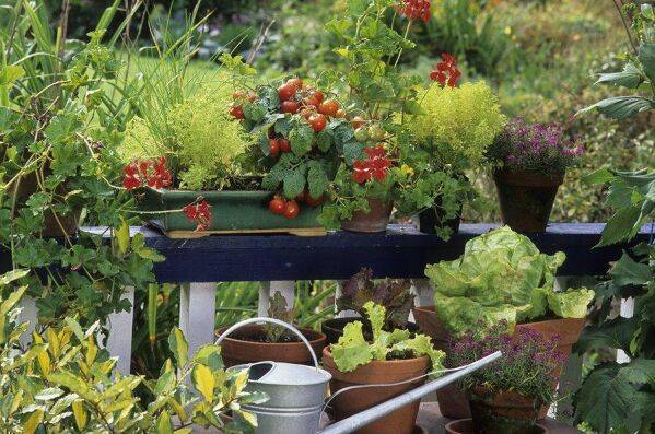 Comment récupérer l'eau de pluie sur un balcon pour arroser les plantes ?