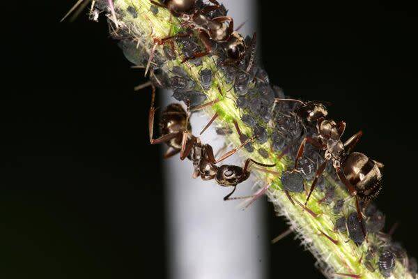 Les fourmis et les pucerons