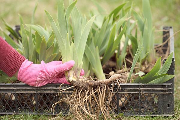 Les iris ont des rhizomes