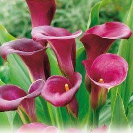 Arum 'Pink Persuasion'