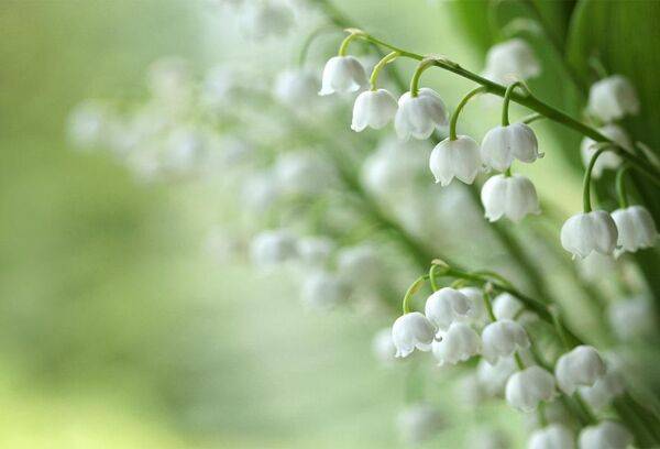 Connaissez-vous l'histoire du muguet ?