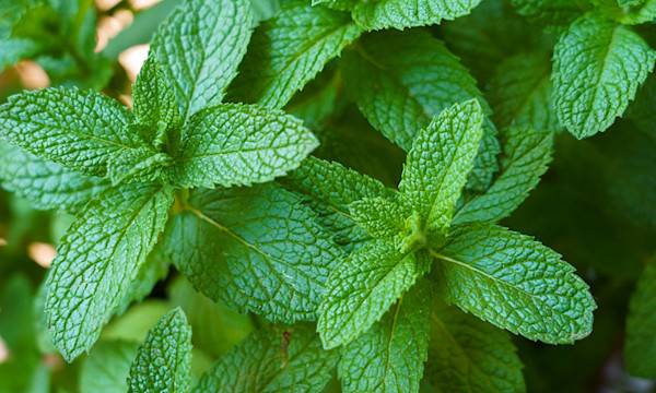 Menthe : variétés, plantation et entretien