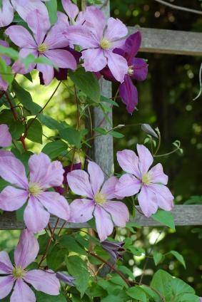 Palisser une plante grimpante