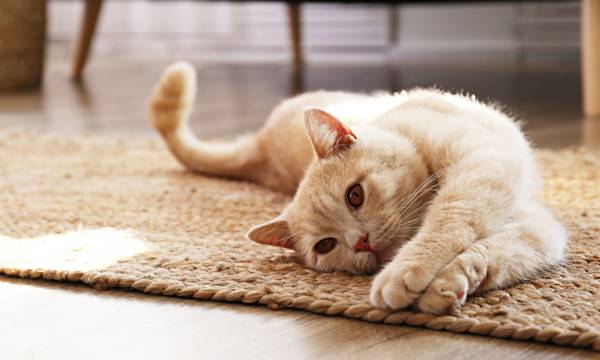 Les 10 plus belles races de chat