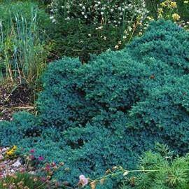 Juniperus x squamata 'Blue Star'
