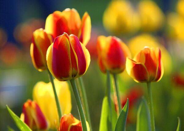 Planter des tulipes