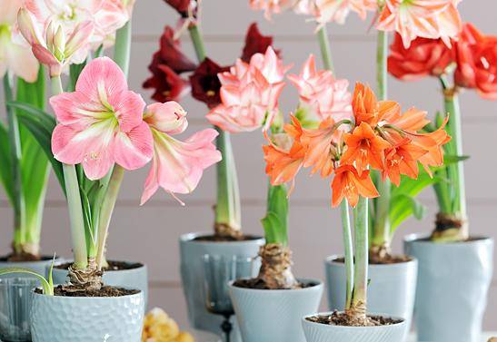 Plantez des amaryllis !