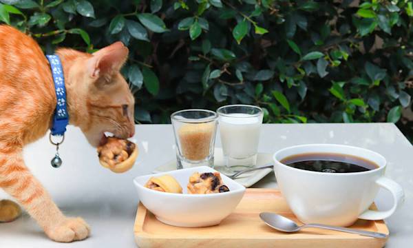 Les aliments interdits au chat - © Vasin - stock-adobe.com