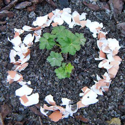 Remède naturel numéro 13 : contre les limaces, les coquilles d'oeuf