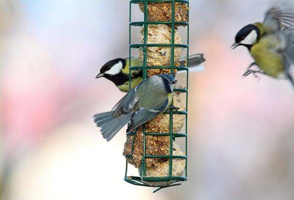 Bien nourrir les oiseaux du jardin