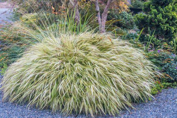 La taille des graminées et carex