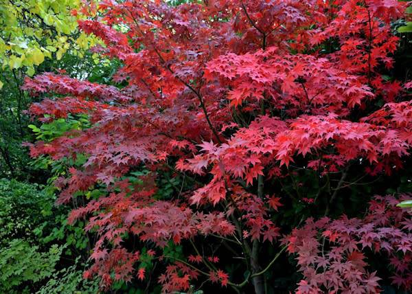 # Un érable du Japon dans son habit d’automne - © Michal - stock.adobe.com