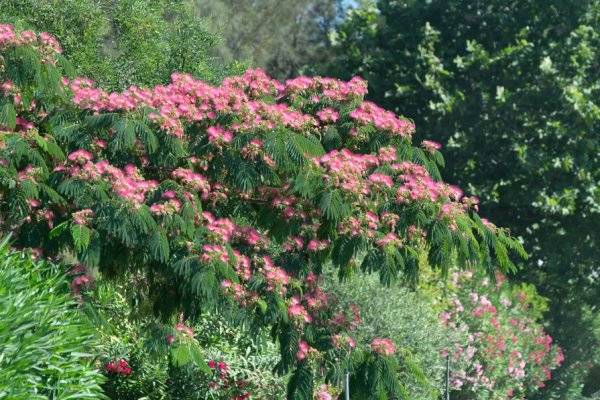 #Comment faire pour déplacer un albizia devenu gênant ou mal installé ? ©  barmalini - stock.adobe.com