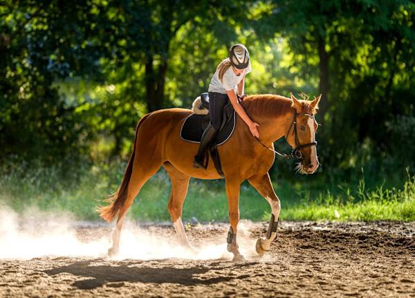 Le soin des membres du cheval - © Dusan Kostic - stock.adobe.com
