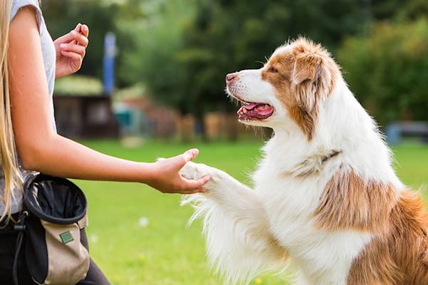 Une friandise obtenu quand le chien fait l'action demandée 