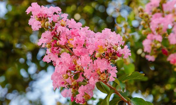 Lagerstroemia ou Lilas des Indes : variétés, plantation, entretien