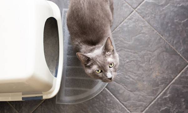 Bac à litière ou maison de toilette pour votre chat ? - © Jennifer - stock.adobe.com