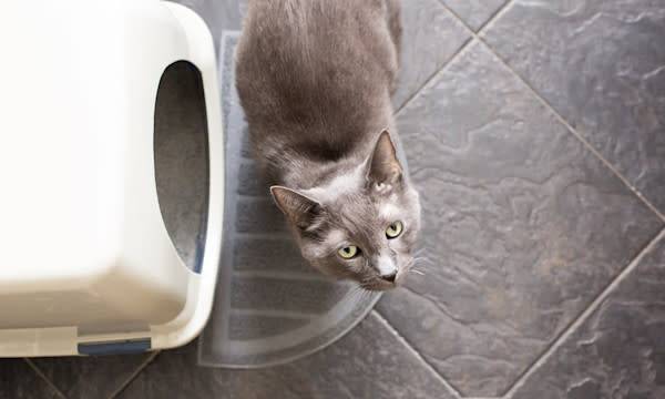 Bac à litière ou maison de toilette pour votre chat ? - © Jennifer - stock.adobe.com