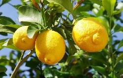 Citrons jaunes sur le citronnier