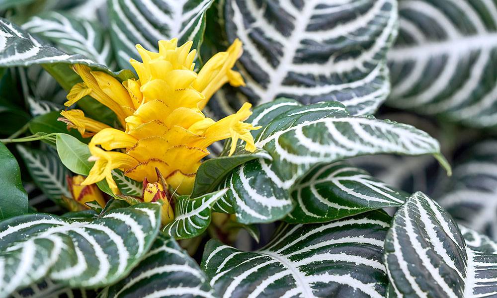 la plante zèbre