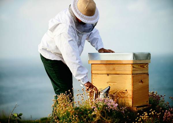 # Débuter en apiculture est exigeant mais tellement passionnant ! - © ESH - stock.adobe.com
